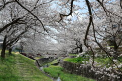 ソメイヨシノが満開のサクラ並木#6