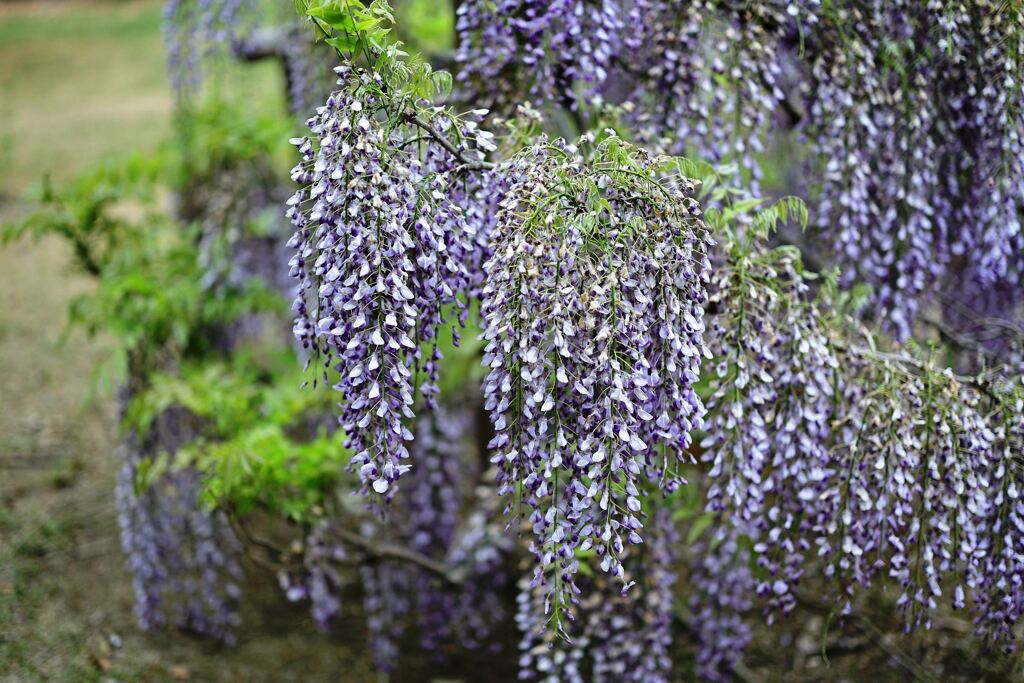 春を彩る花たち＃６