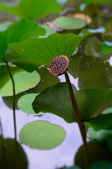 残暑の中・久し振りにデンパークへ＃５