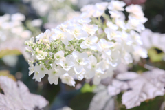 隣街の小さなお寺の紫陽花＃９