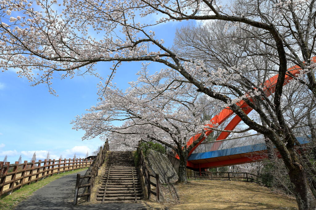 春爛漫の鞍ヶ池公園＃２