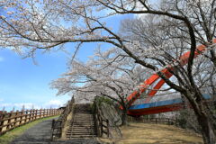 春爛漫の鞍ヶ池公園#2