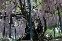 津島市・天王川の藤の花#4