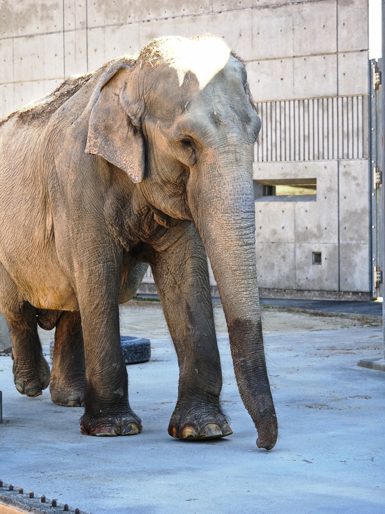 岡崎東公園の動物たち＃３