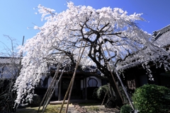 専修坊の枝垂れサクラ満開＃６