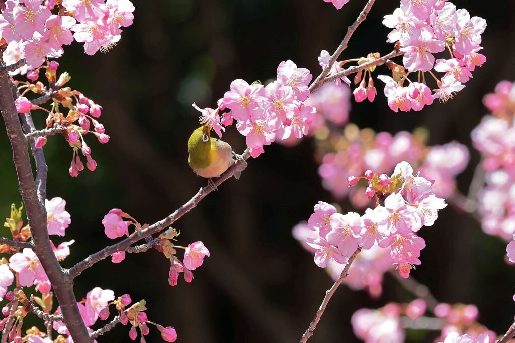 河津桜とメジロちゃん＃９