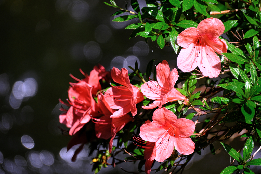 神越渓谷の岩ツツジ＃３