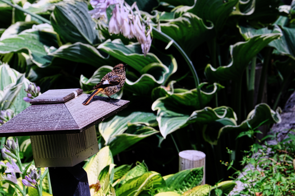 富士見高原・花の里＃１０