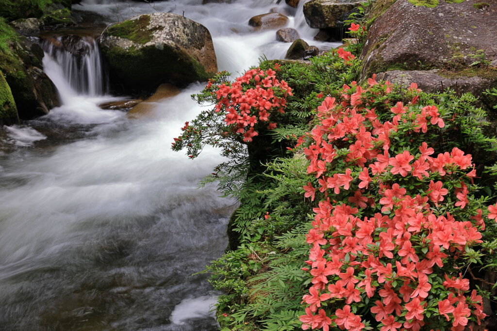 見頃を迎えた岩ツツジ＃１