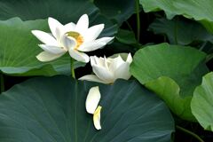 見頃を迎えたハスの花たち＃３