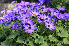 季節を先取り温室の花たち＃２