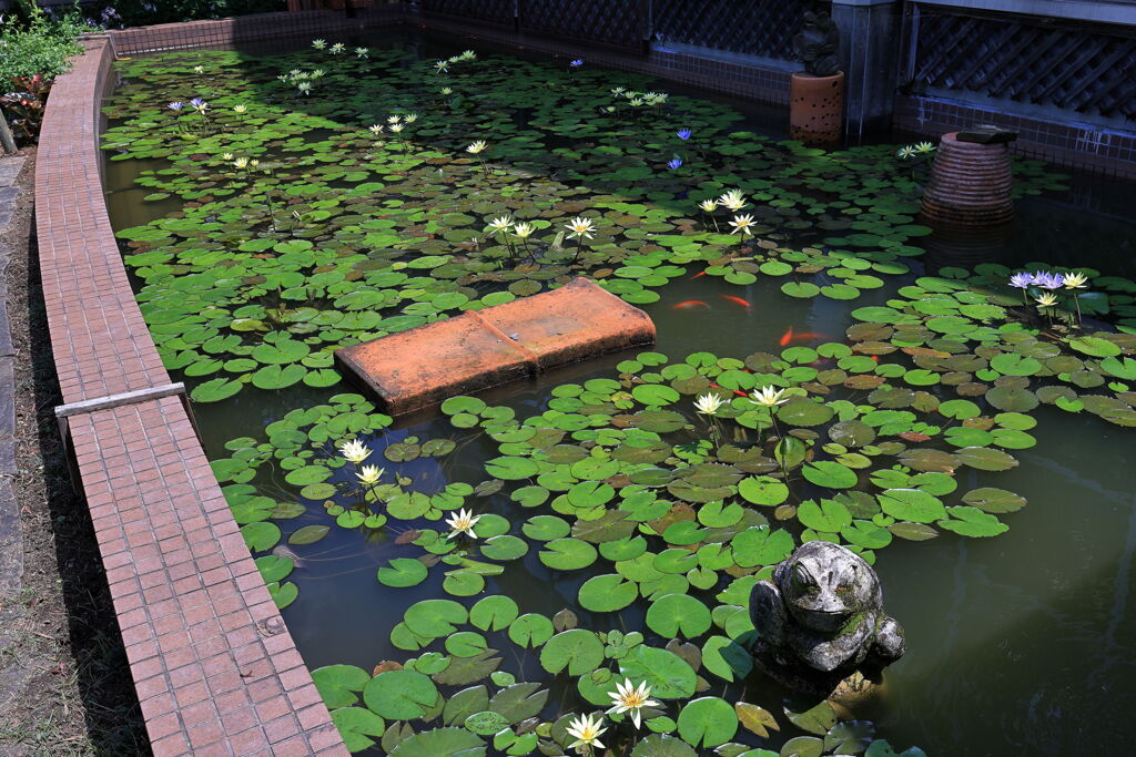 スイレンと温室内の花たち＃１