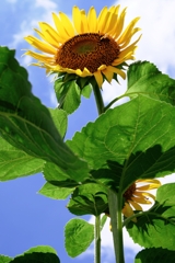 夏の風物詩・向日葵＃３