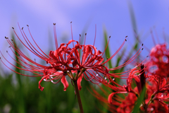 咲き始めた紅い彼岸花#10