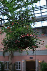 夏至の暑さに負けず・・・・＃８