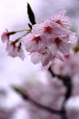 雨降りの雫狙いサクラ撮影＃６