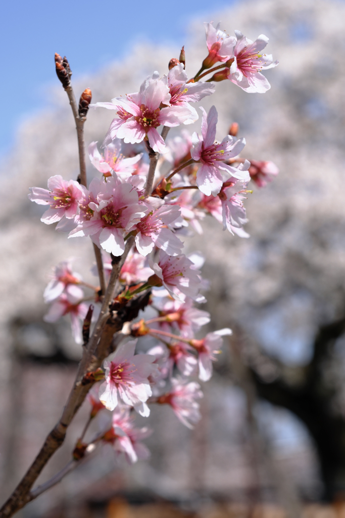 今日出会った様々なサクラたち＃８
