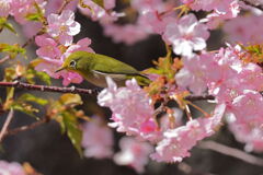河津桜とメジロちゃん＃２