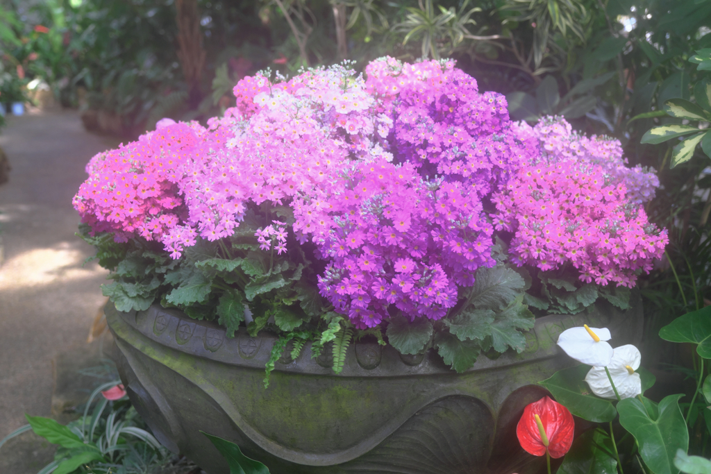 勝手にソフトフォーカス・・・・＃４