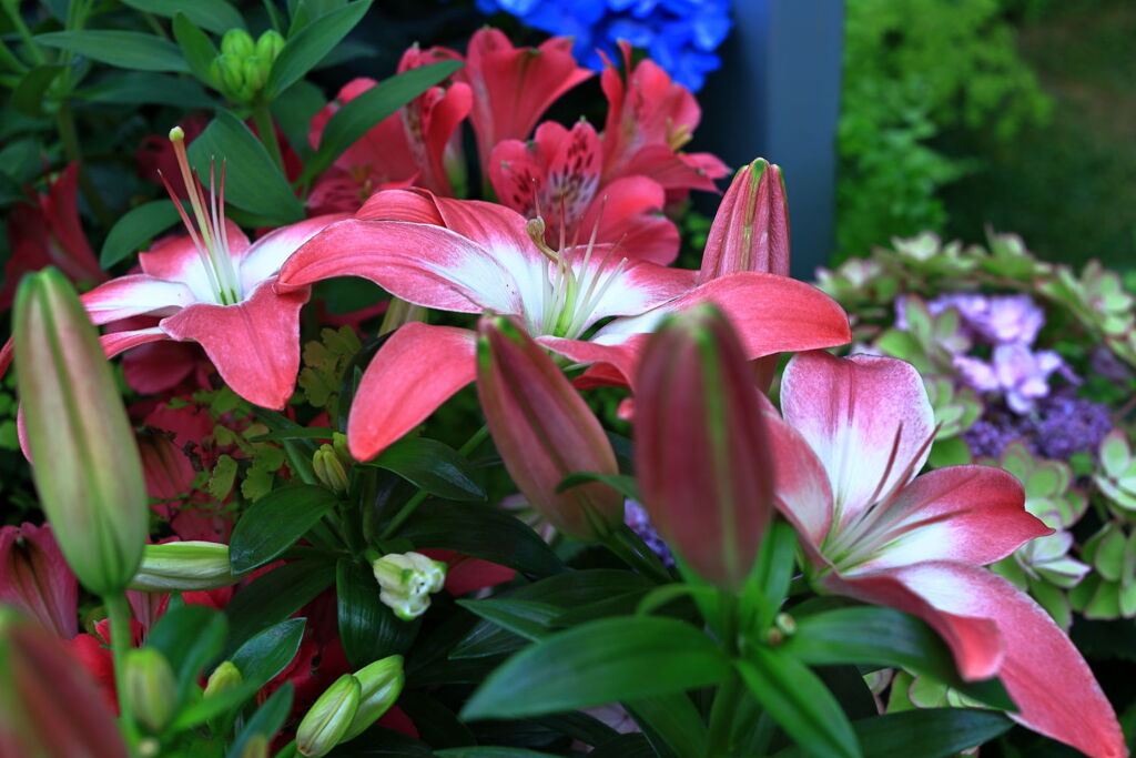 季節を先取りする花たち＃９