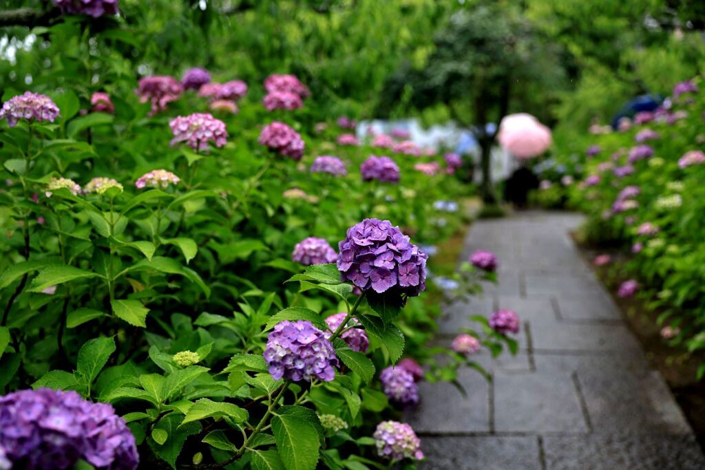 雨降りの紫陽花と本光寺＃６