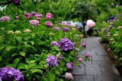 雨降りの紫陽花と本光寺＃６