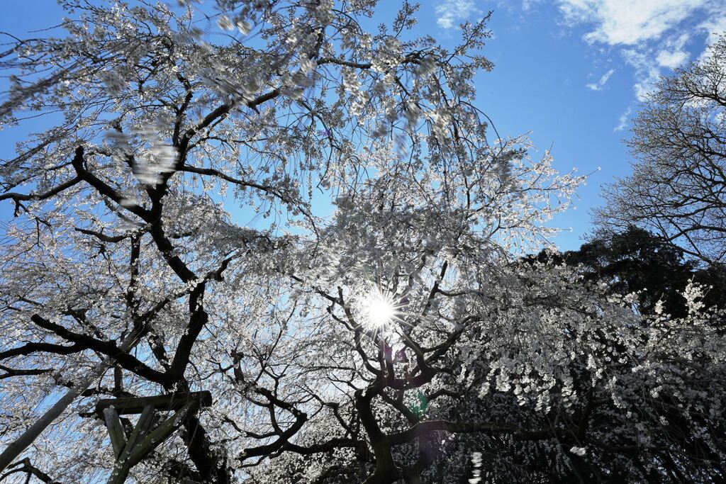 持統天皇が手植えの枝垂れサクラ＃６