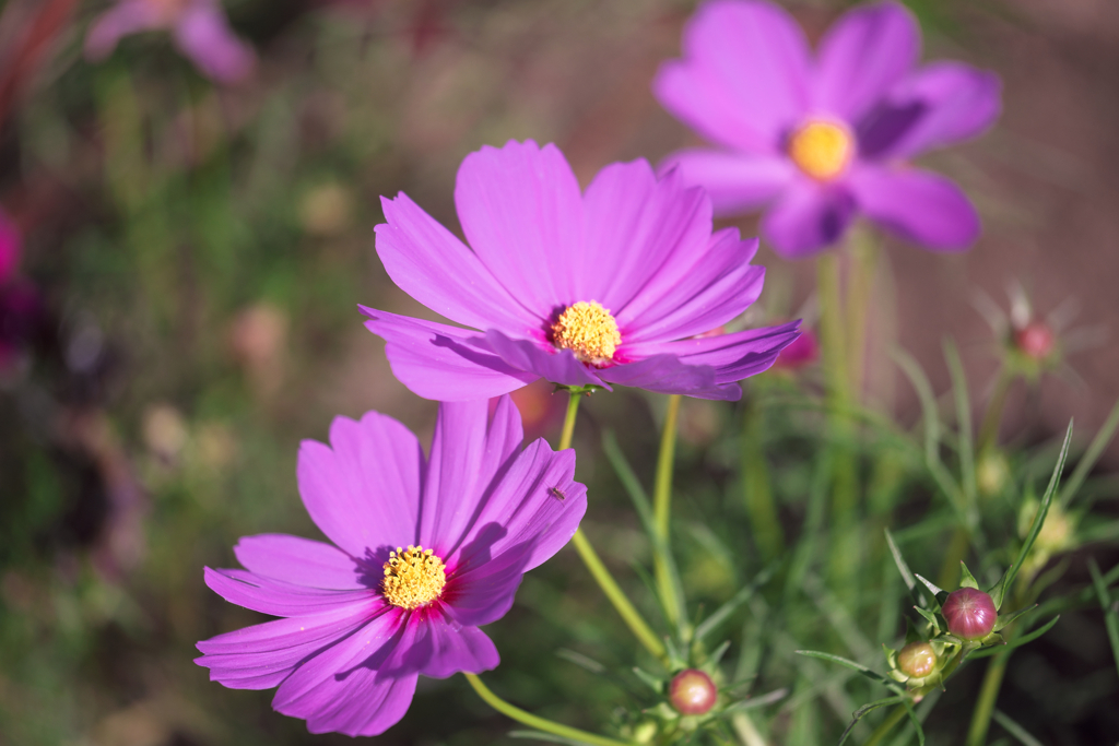 油ヶ淵水辺公園のコスモスたち＃１０