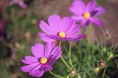 油ヶ淵水辺公園のコスモスたち＃１０
