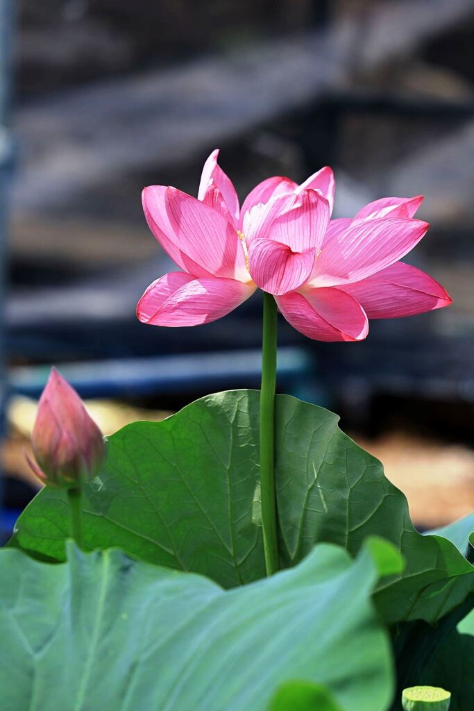 見頃を迎えたハスの花たち＃８