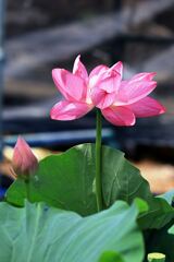 見頃を迎えたハスの花たち＃８