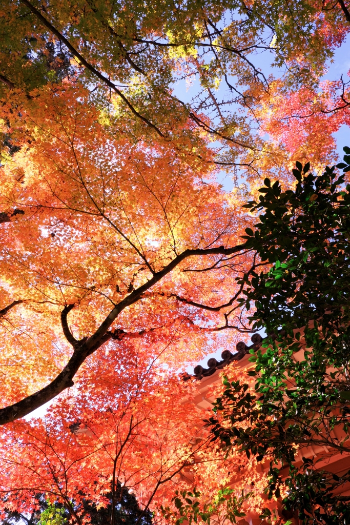 晩秋の紅葉撮影・雲興寺＃５