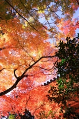 晩秋の紅葉撮影・雲興寺#5