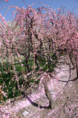 枝垂れ梅の花吹雪#2