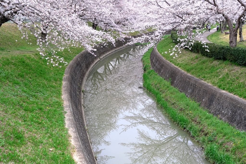 満開の水無瀬川サクラ並木＃９