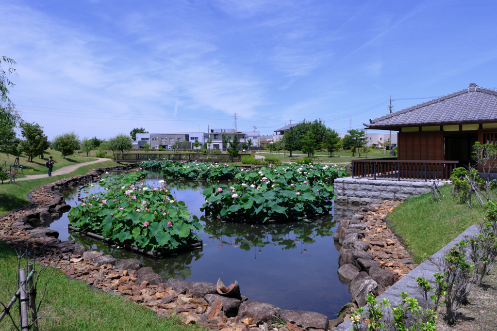 水辺公園蓮の花＃１