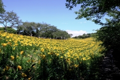 見頃を迎えた可睡ユリの園＃１0