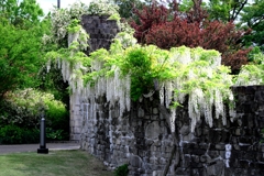 今シーズン見納めの藤の花＃１０