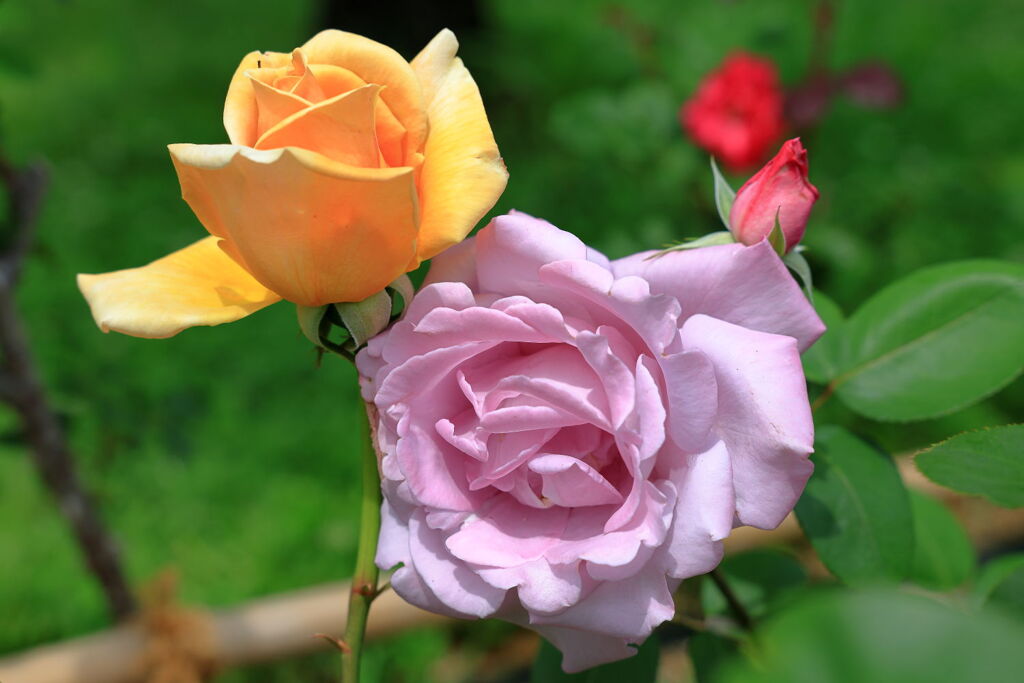 ミササガパークは薔薇が見頃＃１