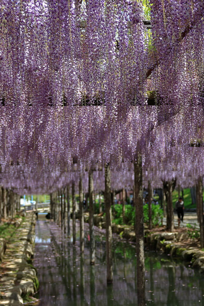 津島市・天王川の藤の花＃３