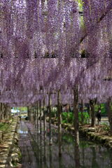 津島市・天王川の藤の花#3