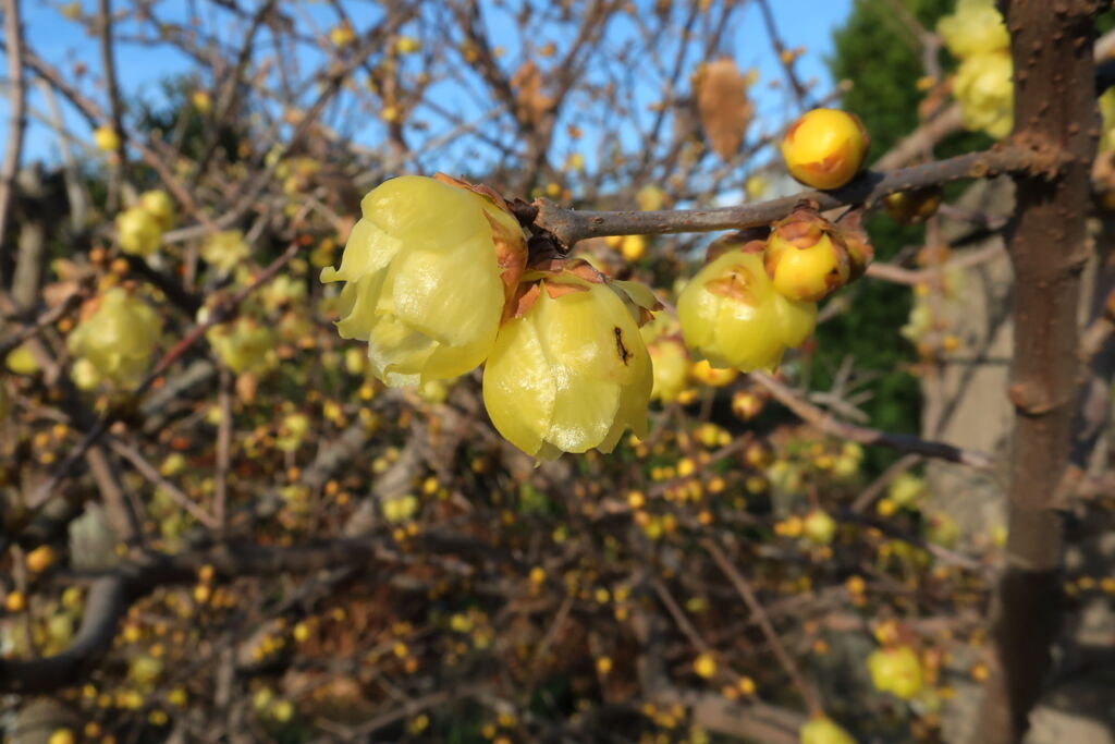 咲き始めた近所のロウバイの花＃５