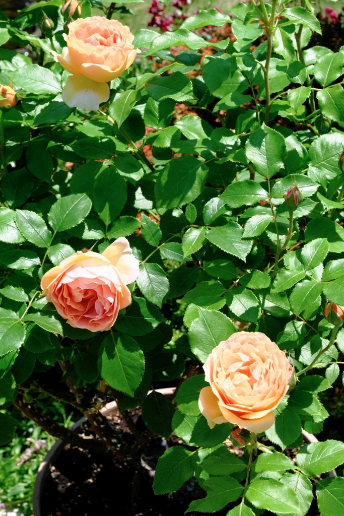 良い香りのバラが咲き始めた～＃６