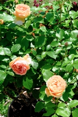 良い香りのバラが咲き始めた~#6