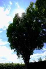 残暑の中・久し振りにデンパークへ＃９