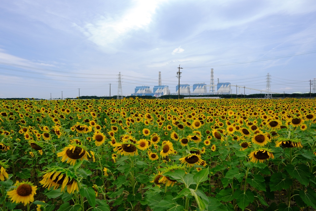 久し振りの青空にヒマワリ畑＃１