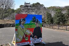 見頃の西尾歴史公園サクラ＃２