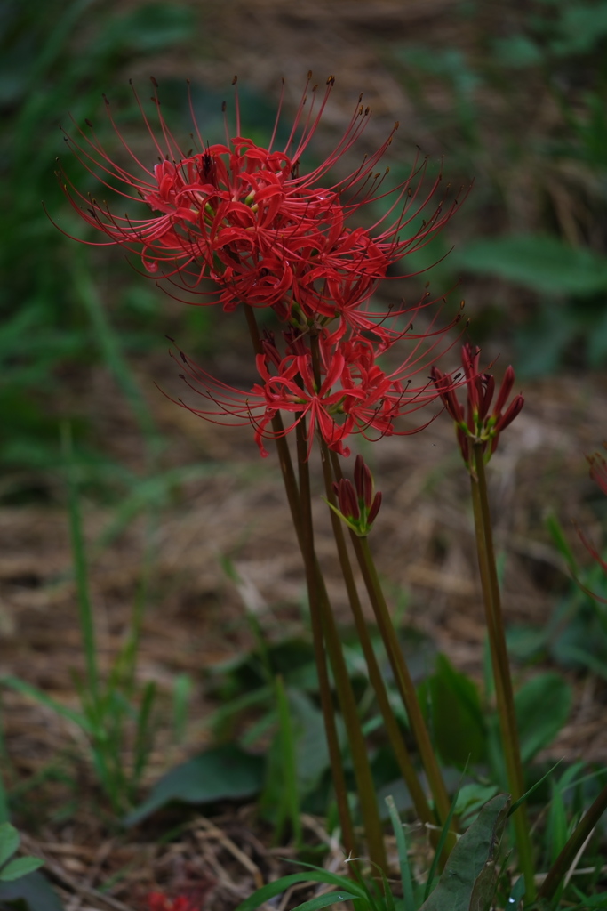 紅い彼岸花が咲き始めて＃７