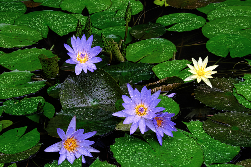 あおいパーク・スイレン見頃＃６