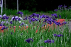 雨が似合う花菖蒲＃９